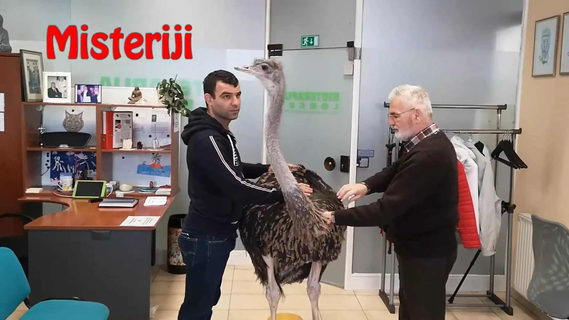 VIDEO:  Živali na bioterapiji pri Francu in Goranu Lorgerju