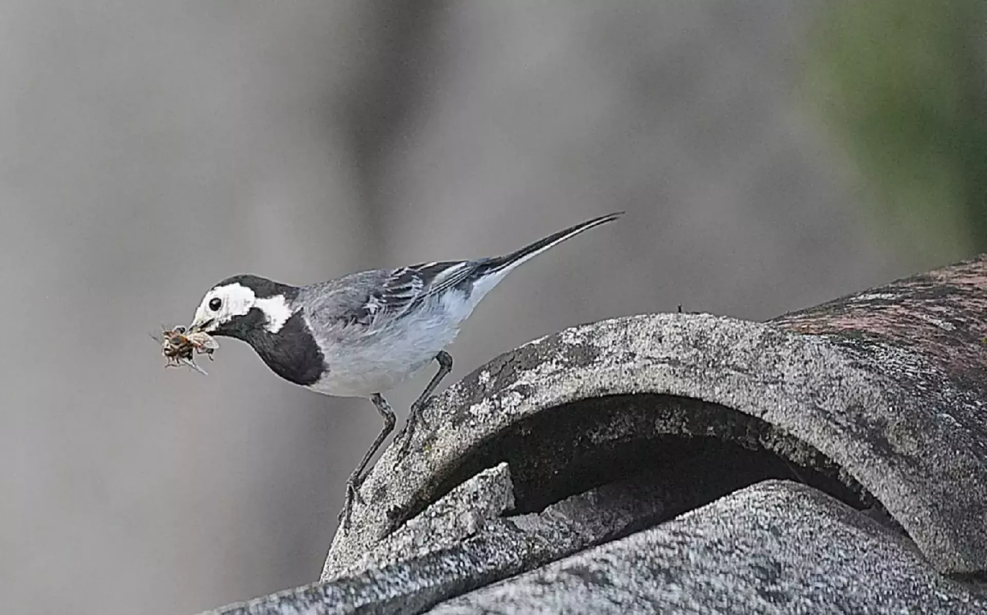 Ptica gnezdila med vožnjo