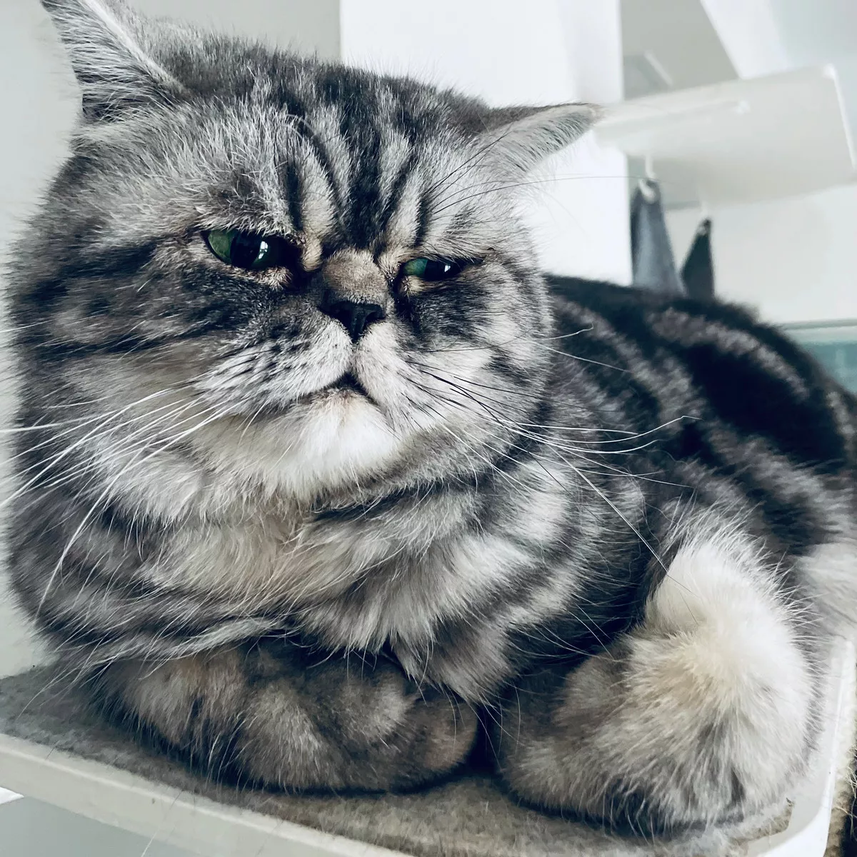 Mačke in srce – presenetljiva povezava