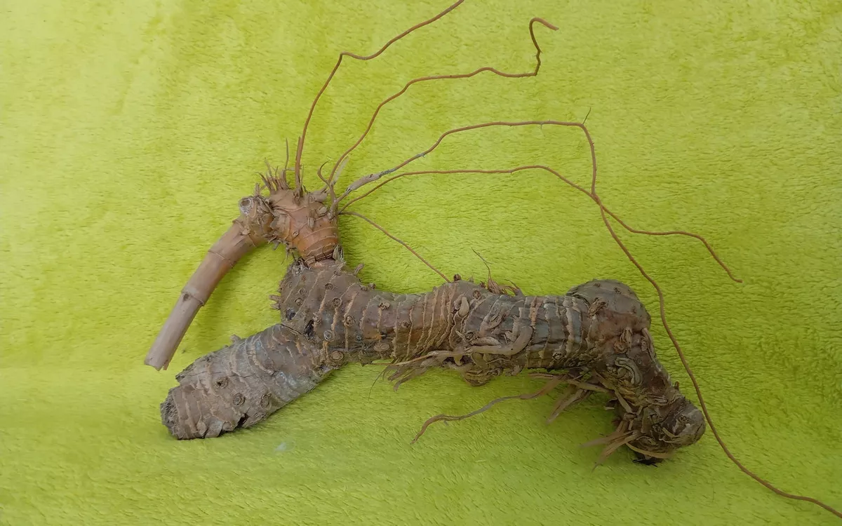 IGRA NARAVE – Čudna živalca pod klifom