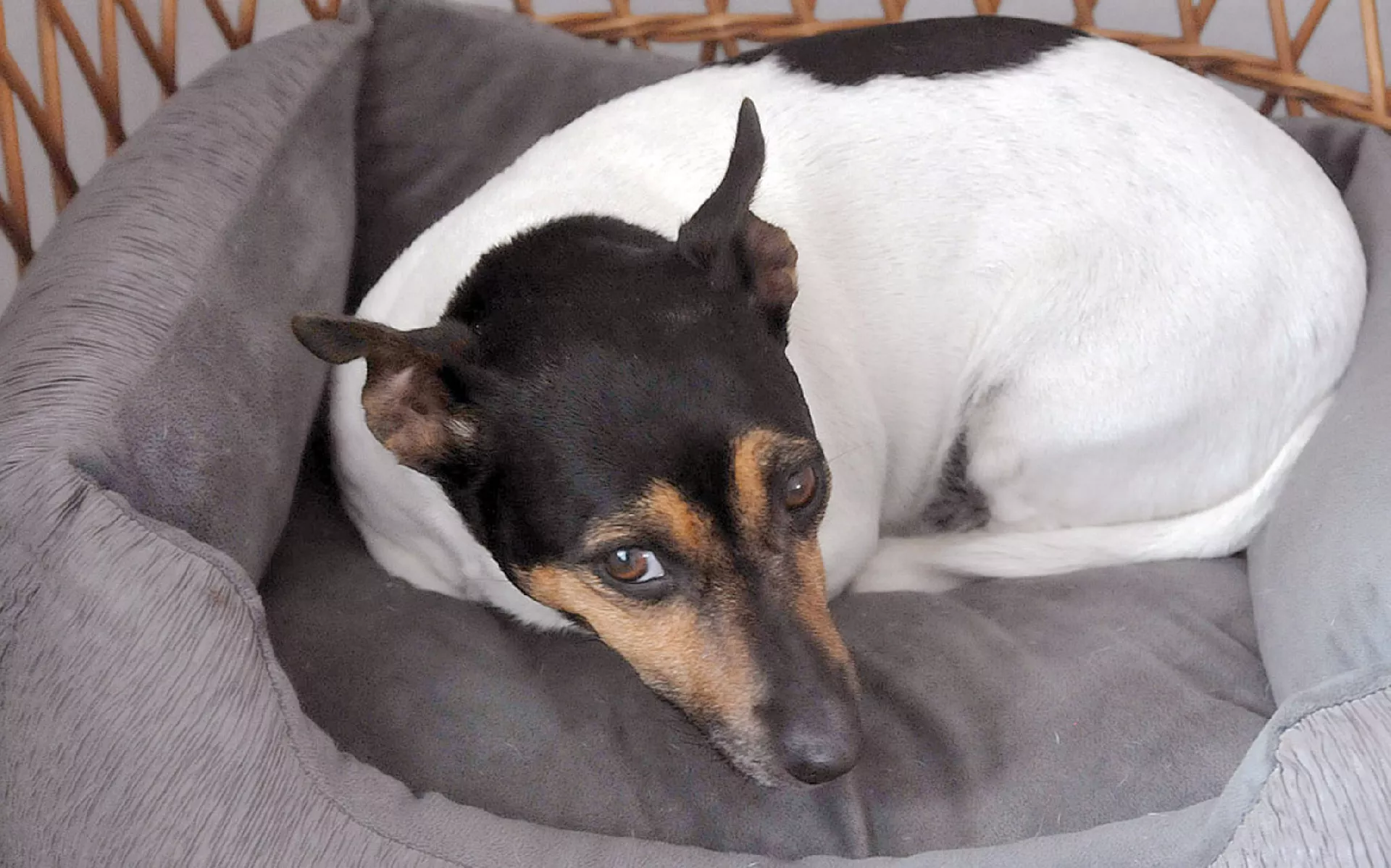 Napad na oči, sluh in roke